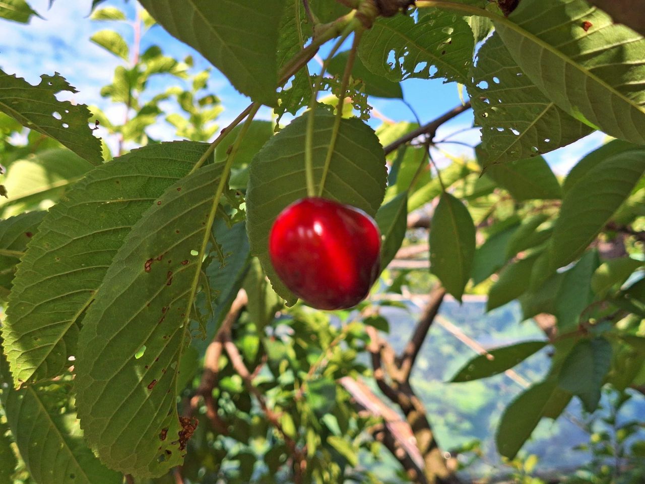 Działka rod Nysa, ul. Władysława Jagiełły. Zdjęcie 3