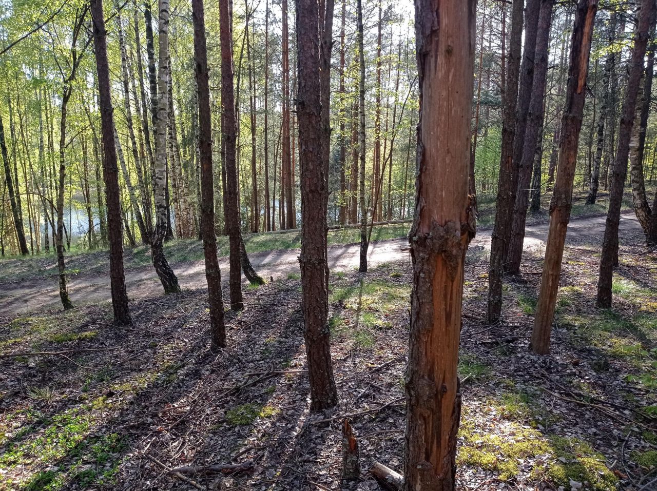 Działka leśna Kowalskie Błota Wielkie Kowalskie Błota. Zdjęcie 6