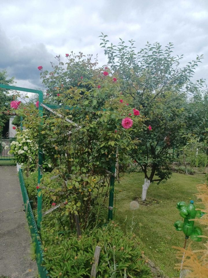 Działka rod Lubin. Zdjęcie 4