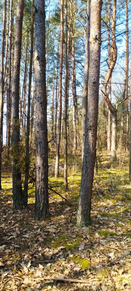 Działka budowlana Stary Grzybów. Zdjęcie 5