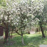 Działka rod Gliwice, ul. Akademicka. Zdjęcie 4