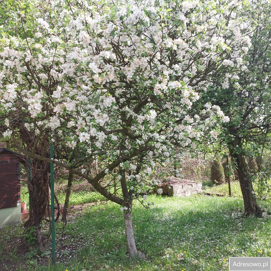 Działka rod Gliwice, ul. Akademicka. Zdjęcie 5