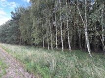 Działka leśna Przykona, ul. Słoneczna. Zdjęcie 3