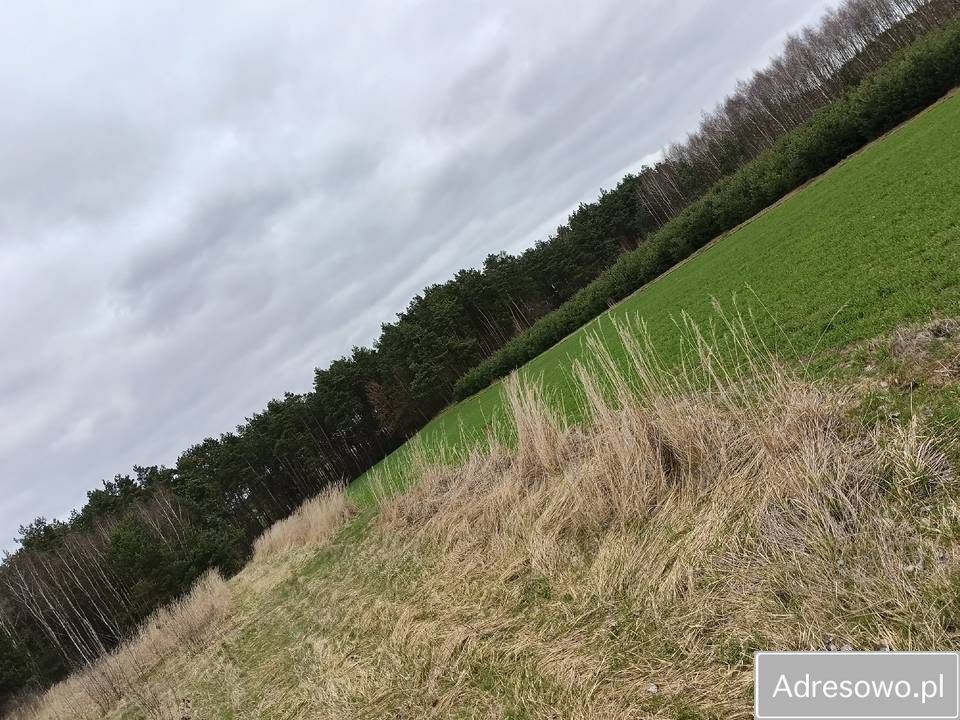 Działka Łowinia. Zdjęcie 3