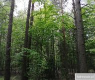 Działka leśna Janówka. Zdjęcie 2