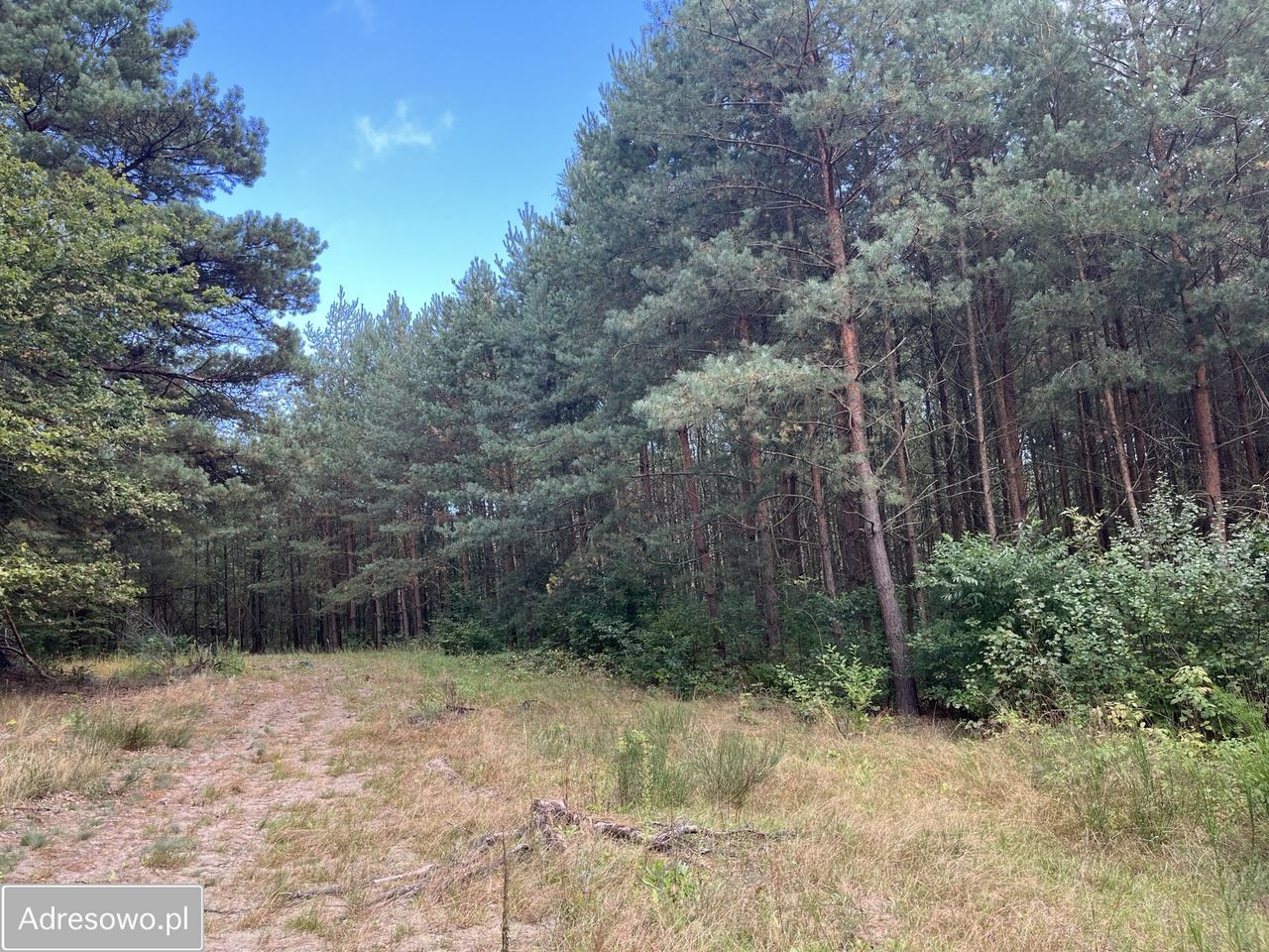 Działka leśna Bedlno. Zdjęcie 12