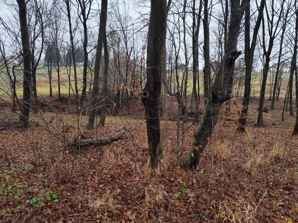 Działka leśna Lipnica Górna. Zdjęcie 4
