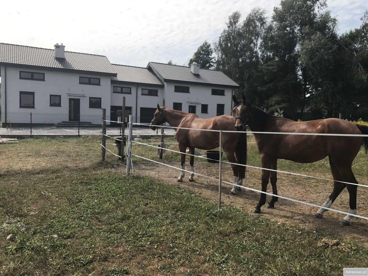 bliźniak Borówiec. Zdjęcie 5