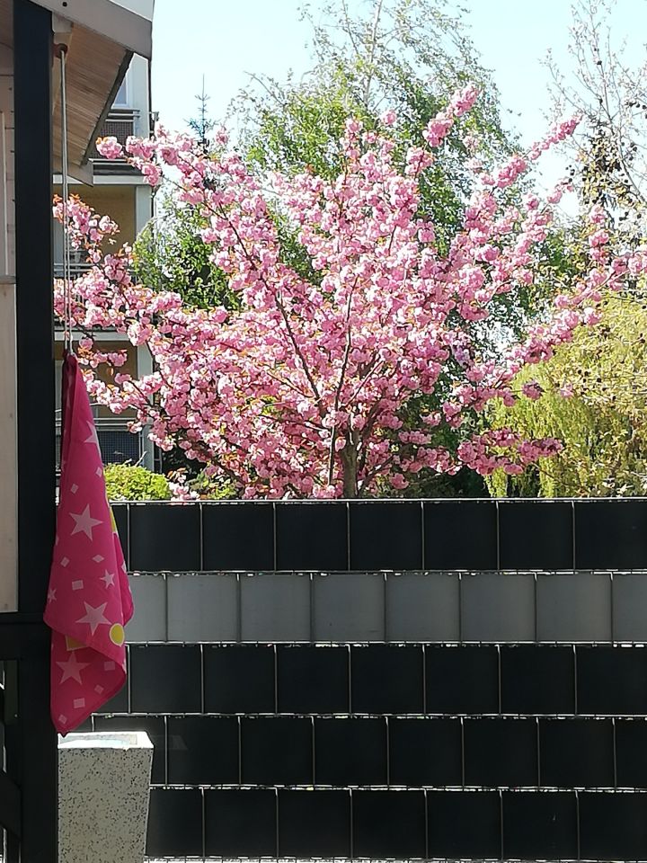 Mieszkanie 3-pokojowe Szczecin Gumieńce, ul. Polskich Marynarzy. Zdjęcie 36