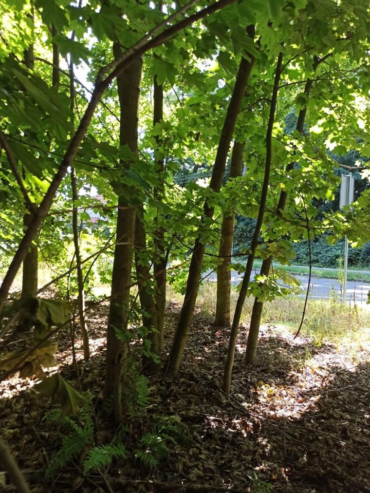 Działka inwestycyjna Ścinawa, ul. Legnicka. Zdjęcie 7