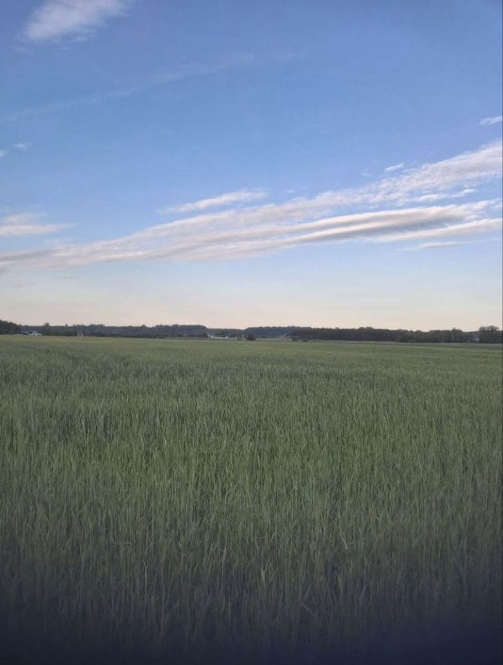 Działka rolno-budowlana Borówno. Zdjęcie 7