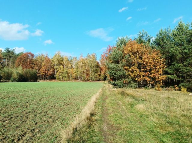 Działka budowlana Pieńki Henrykowskie. Zdjęcie 11