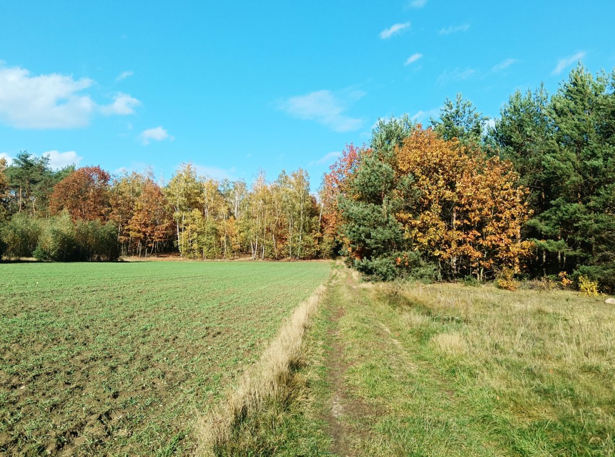 Działka budowlana Pieńki Henrykowskie. Zdjęcie 11
