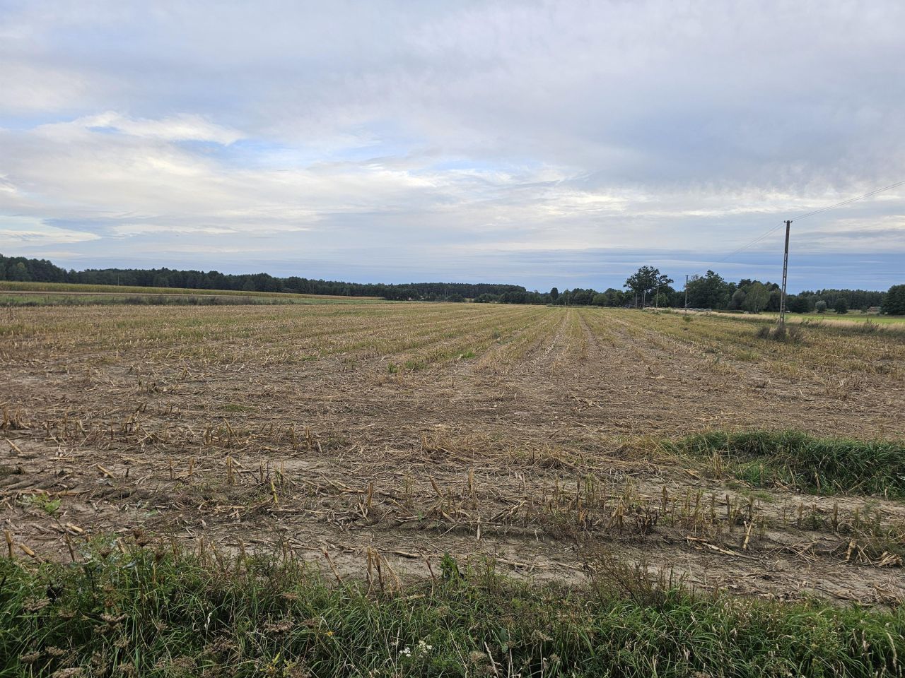 Działka rolna Chojny. Zdjęcie 3