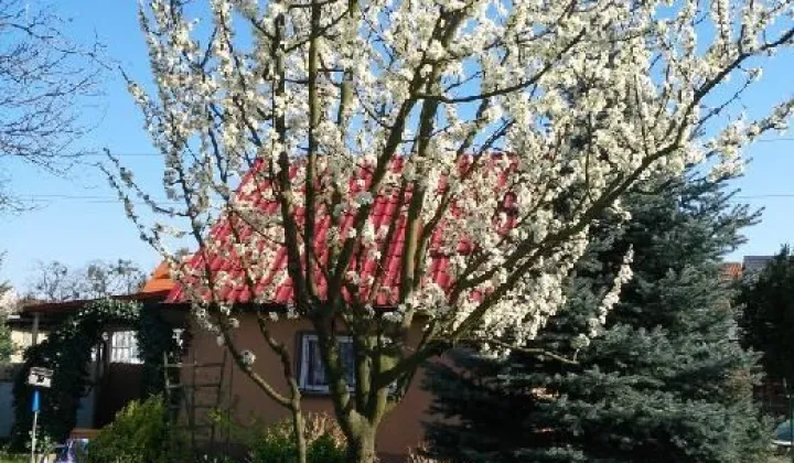 Działka rod Szczecin Dąbie, ul. Szybowcowa