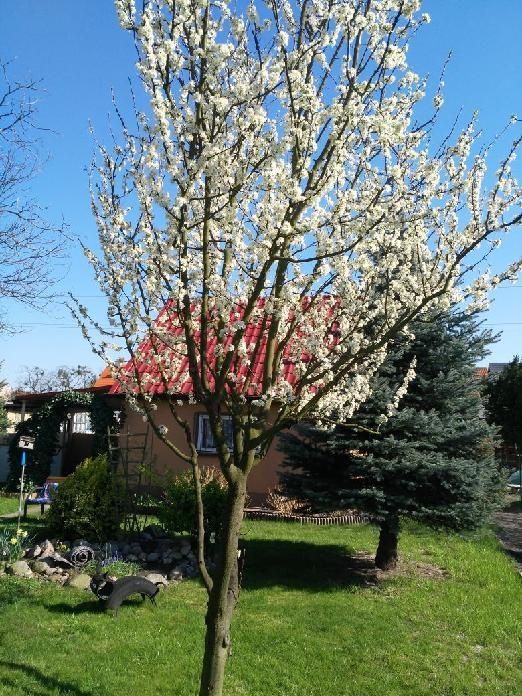 Działka rod Szczecin Dąbie, ul. Szybowcowa. Zdjęcie 1