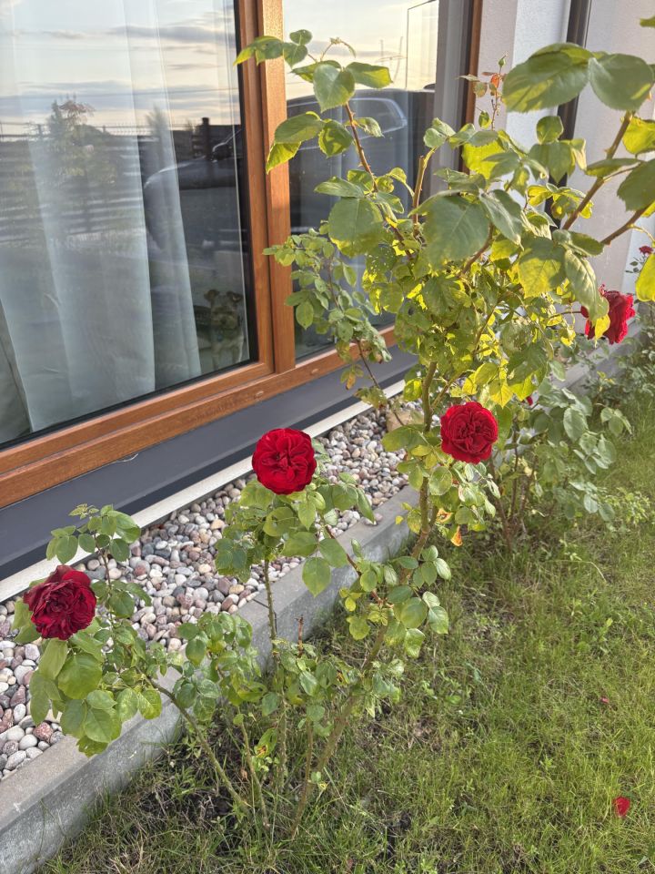 dom szeregowy, 4 pokoje Kręczki, ul. Sasanki. Zdjęcie 4