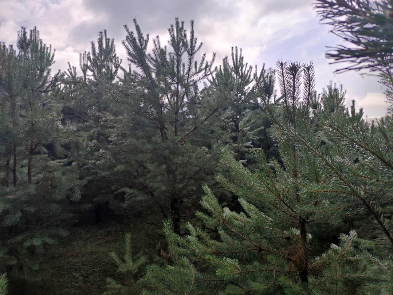 Działka rolno-budowlana Jacentów. Zdjęcie 5