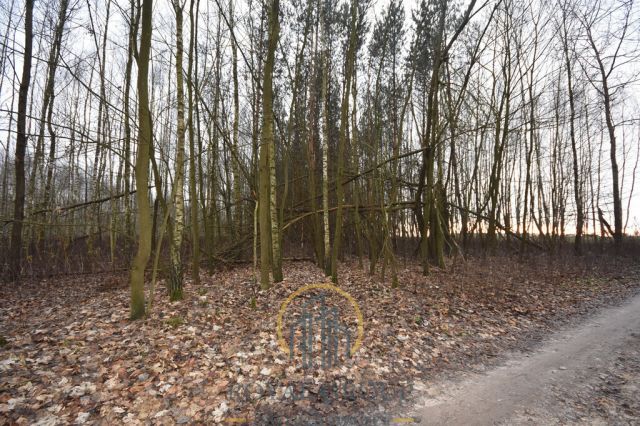 Działka leśna Jawidz. Zdjęcie 2