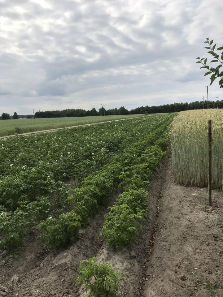 Działka rolno-budowlana Oksa, ul. Leśna. Zdjęcie 11