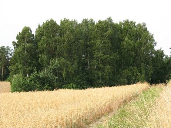 Działka rolno-budowlana Jabłonowo, ul. Zielona. Zdjęcie 1