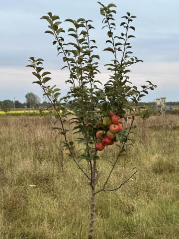 Działka siedliskowa Mogowo. Zdjęcie 7