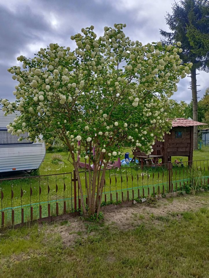 Działka rod Bierkowo, Brak.. Zdjęcie 1