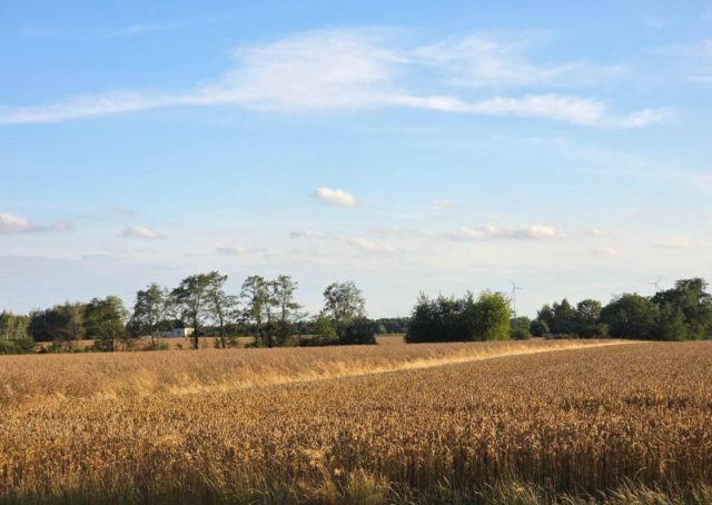 Działka rolna Nowe Kanigowo. Zdjęcie 1