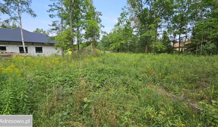 Działka leśna Hipolitów, ul. Dereniowa