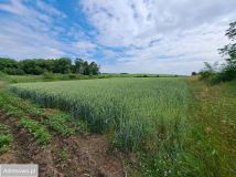 Działka inwestycyjna Lubiechów Górny. Zdjęcie 3