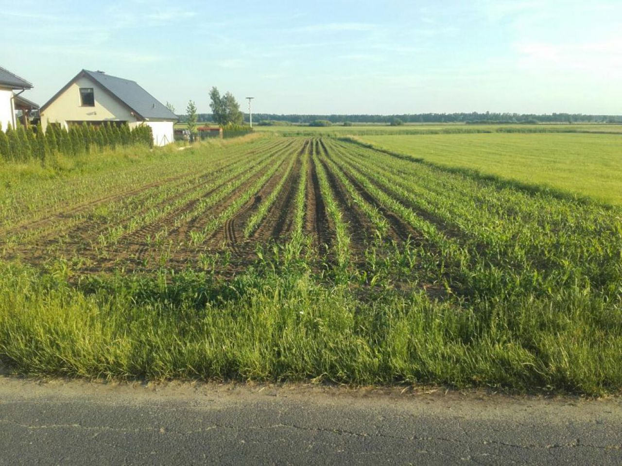 Działka budowlana Przygodzice, ul. Kasztanowa