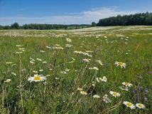 Działka budowlana Kozia Góra, ul. Żniwna