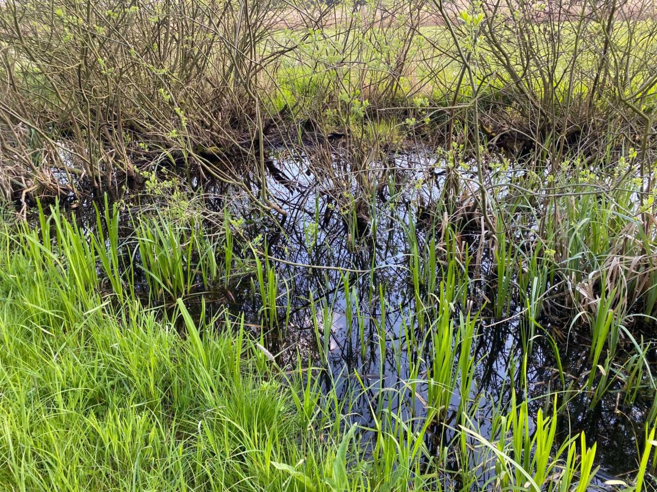 Działka rolna Rąbczyn Nowa Wieś. Zdjęcie 6