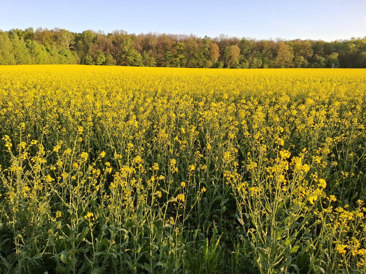 dom wolnostojący, 6 pokoi Siemianowice Śląskie Pszczelnik, ul. Żurawia. Zdjęcie 30