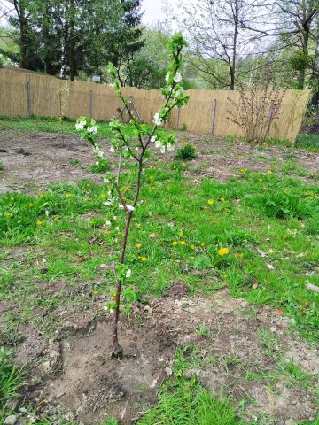 Działka rod Olsztyn. Zdjęcie 1