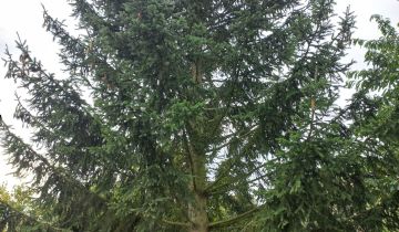 Działka rod Szczecin Krzekowo, ul. Waleriana Łukasińskiego