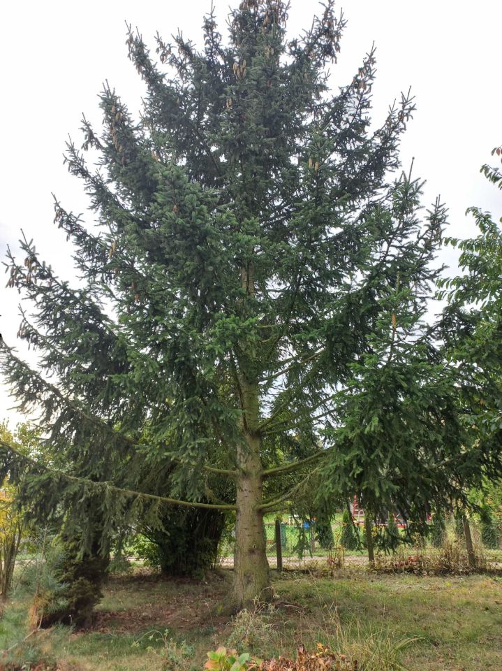 Działka rod Szczecin Krzekowo, ul. Waleriana Łukasińskiego. Zdjęcie 2