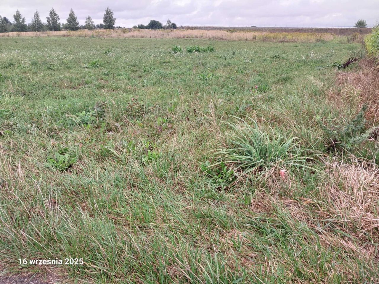 Działka rolno-budowlana Sieprawice. Zdjęcie 6