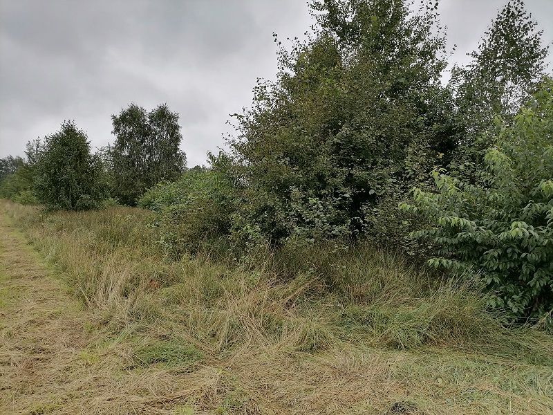 Działka rolno-budowlana Stara Grabownica. Zdjęcie 2