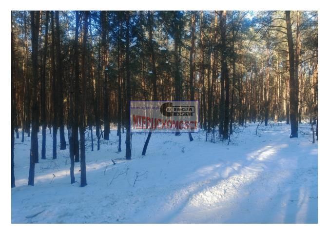 Działka leśna Tartak, Azaliowa. Zdjęcie 8