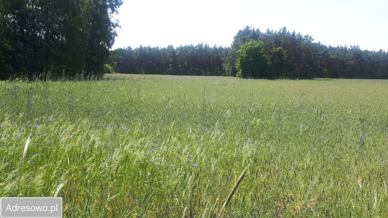 Działka rolna Pijawnia. Zdjęcie 9