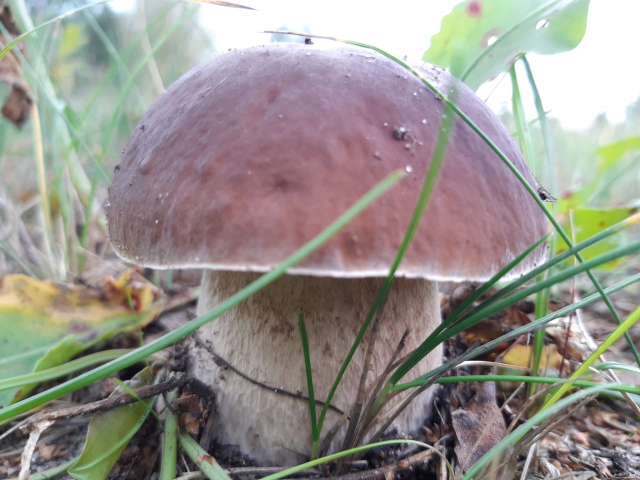 Działka budowlana Podbiel Krupińskie, Sosnowa. Zdjęcie 22