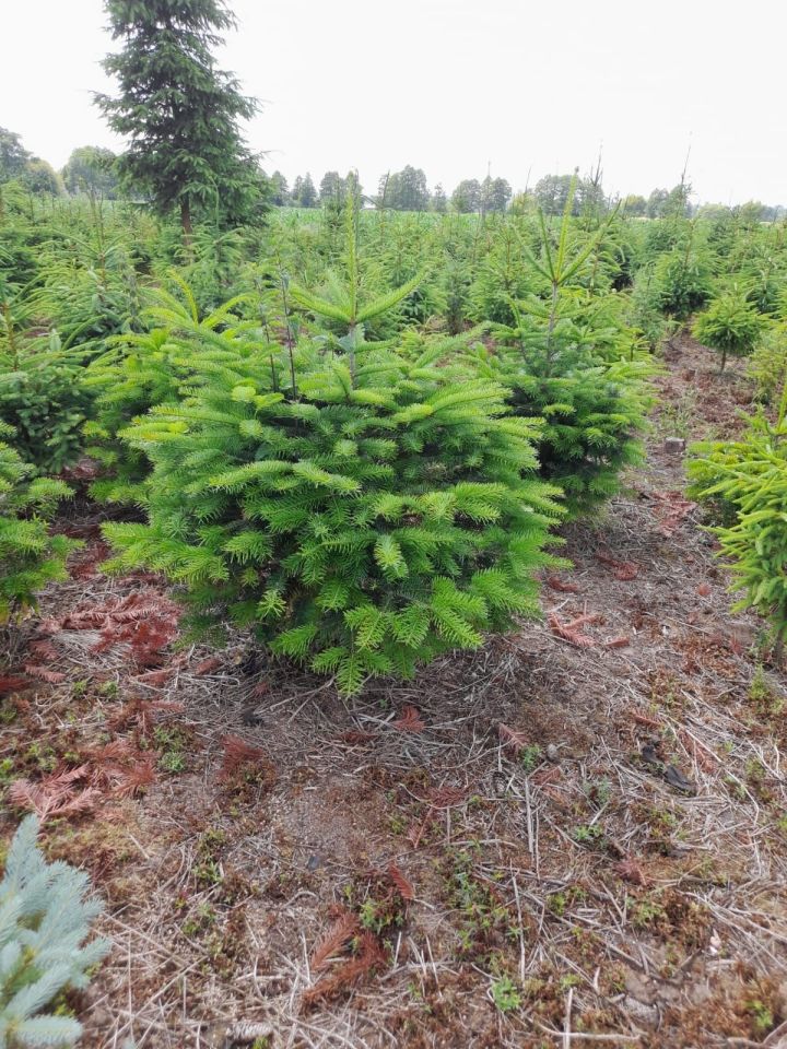 Działka rolna Kalisz, ul. Pokrzywnicka. Zdjęcie 3
