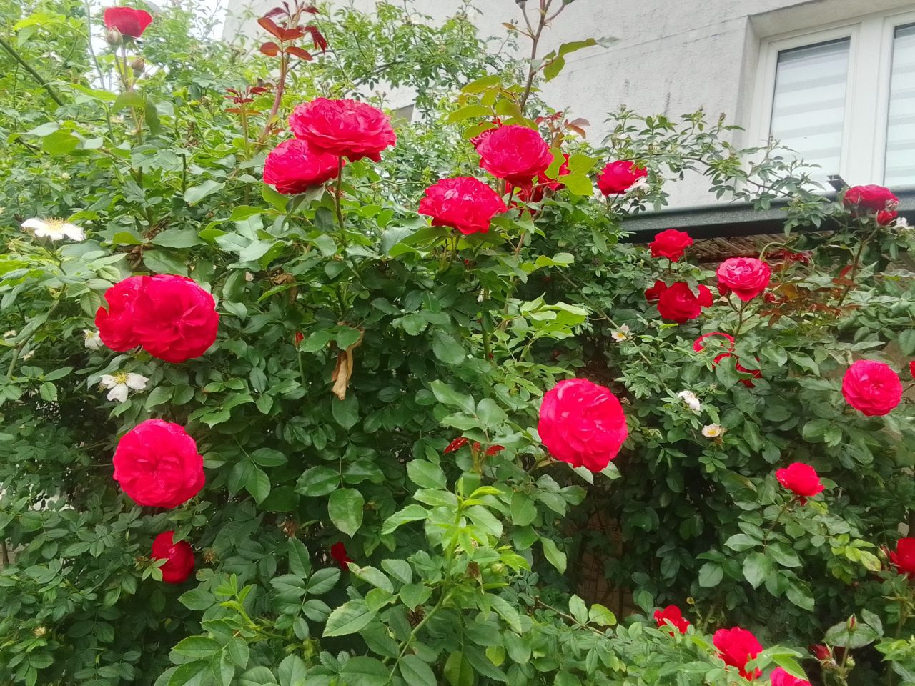 Działka rod Dobrcz, ul. Wodna. Zdjęcie 10