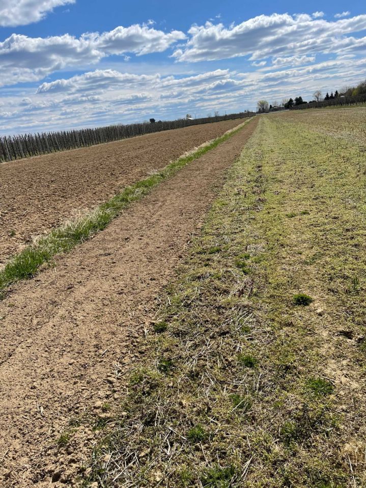 Działka siedliskowa Sobienie Szlacheckie. Zdjęcie 6