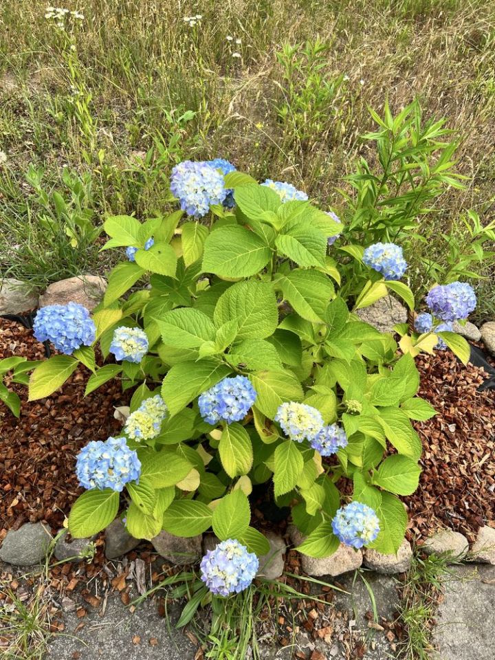 Działka rod Wilkanowo, ul. Szkolna. Zdjęcie 3