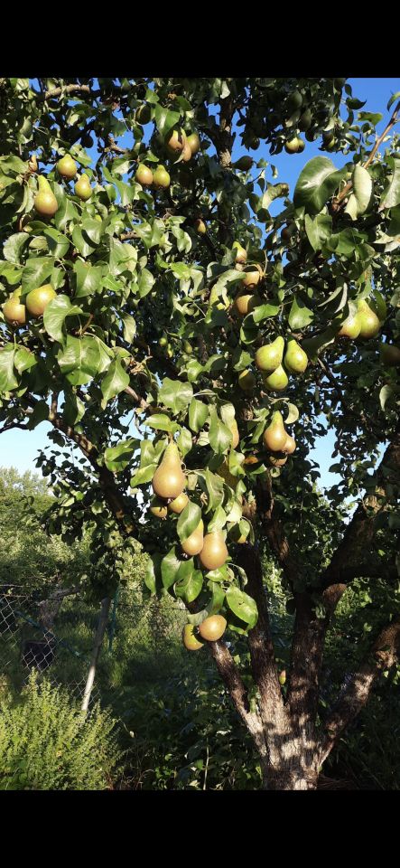 Działka rod Olsztyn Pieczewo, ul. Wisławy Szymborskiej. Zdjęcie 13