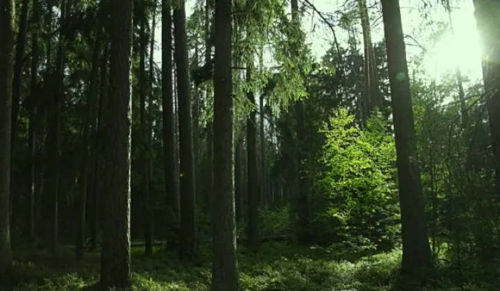 Działka rolno-budowlana Mącice, Mącice