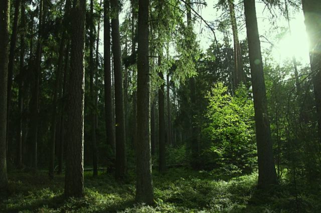 Działka rolno-budowlana Mącice, Mącice. Zdjęcie 1