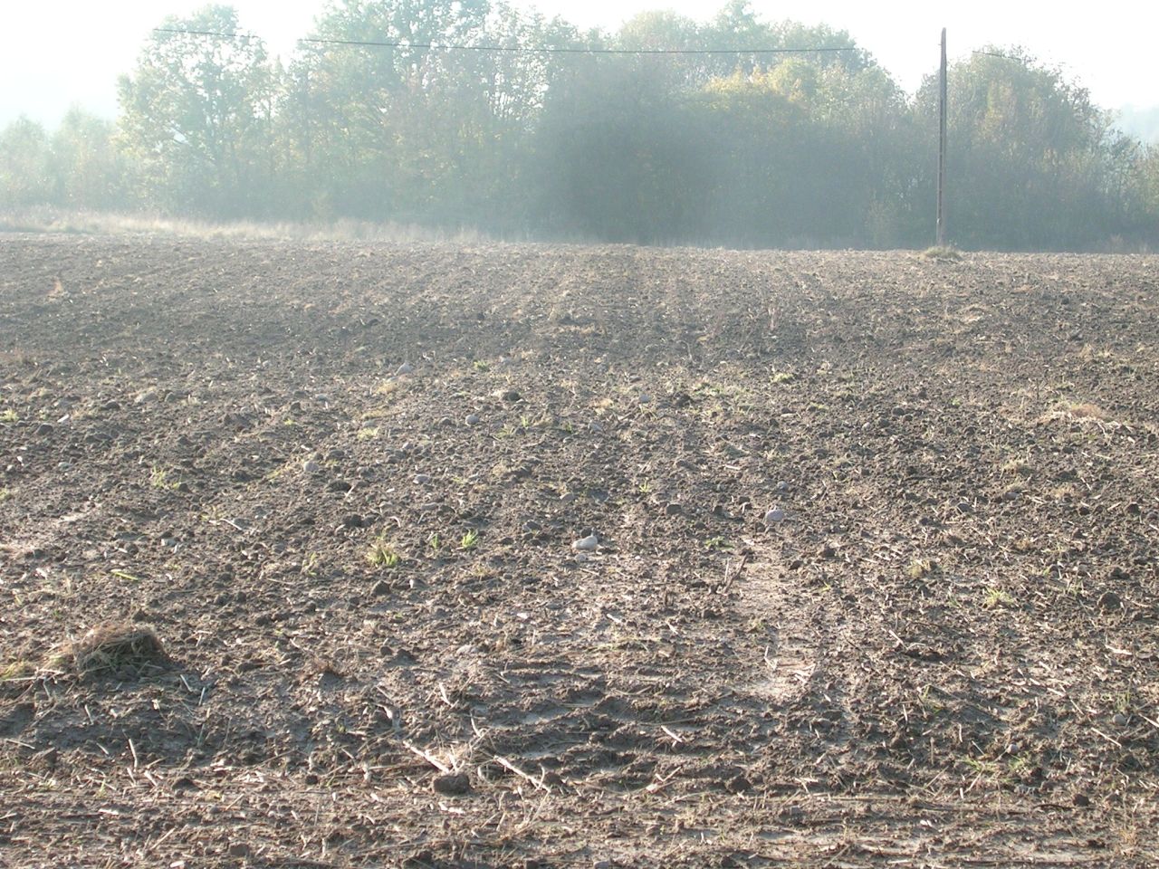 Działka rolna Strużyna. Zdjęcie 5
